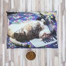 Photo chat sur coussin