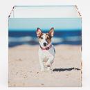 dog photo on square lampshade
