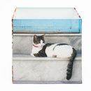 cat photo on lampshade