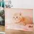 acrylic block photo gift with cat