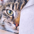 Impression chat sur feutrine