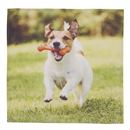 einstecktuch bedruckt mit hundefoto