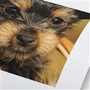 high quality photo prints