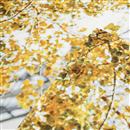 maak jouw eigen foto kleed