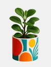 printed plant pot